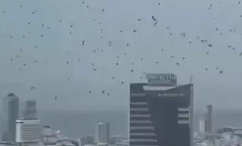 Heboh Gagak Hitam Tutupi Langit Tel Aviv, Kebetulan atau Pertanda?
