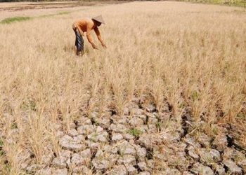 BMKG Perkirakan Puncak Kemarau 2026 Terjadi Agustus, Sejumlah Wilayah Lebih Kering dari Normal