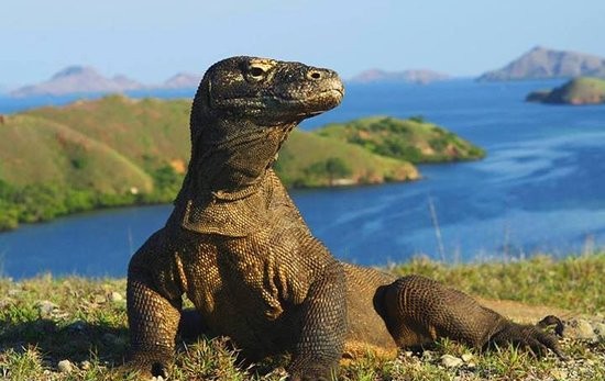 Indonesia Kirim Komodo ke Jepang untuk Penangkaran, Perkuat Kerja Sama Konservasi