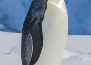 Perubahan Iklim Dorong Penguin Kaisar dan Anjing Laut Antarktika ke Status Terancam 2026