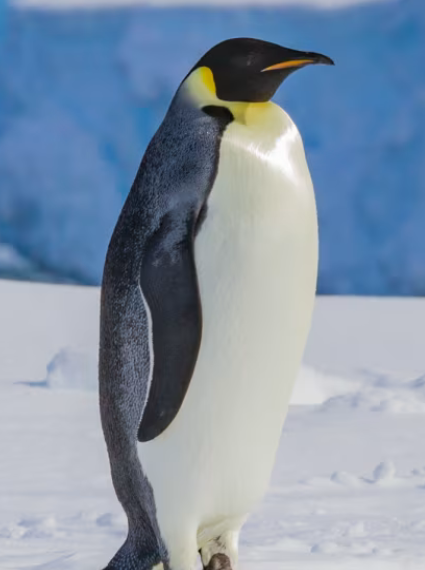 Perubahan Iklim Dorong Penguin Kaisar dan Anjing Laut Antarktika ke Status Terancam 2026