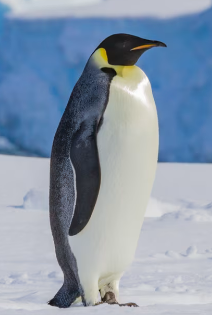 Perubahan Iklim Dorong Penguin Kaisar dan Anjing Laut Antarktika ke Status Terancam 2026