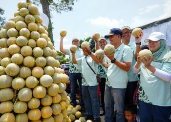 Program “Pestani” Dongkrak Produktivitas Melon Pantura hingga 10 Persen