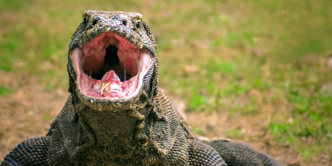 Pertukaran Komodo Indonesia Jepang, Dua Komodo Dipinjamkan untuk Program Konservasi