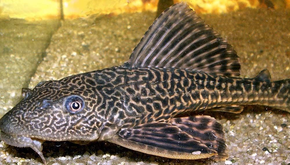 Bahaya Konsumsi Ikan Sapu-Sapu, Ini Risiko Kesehatannya