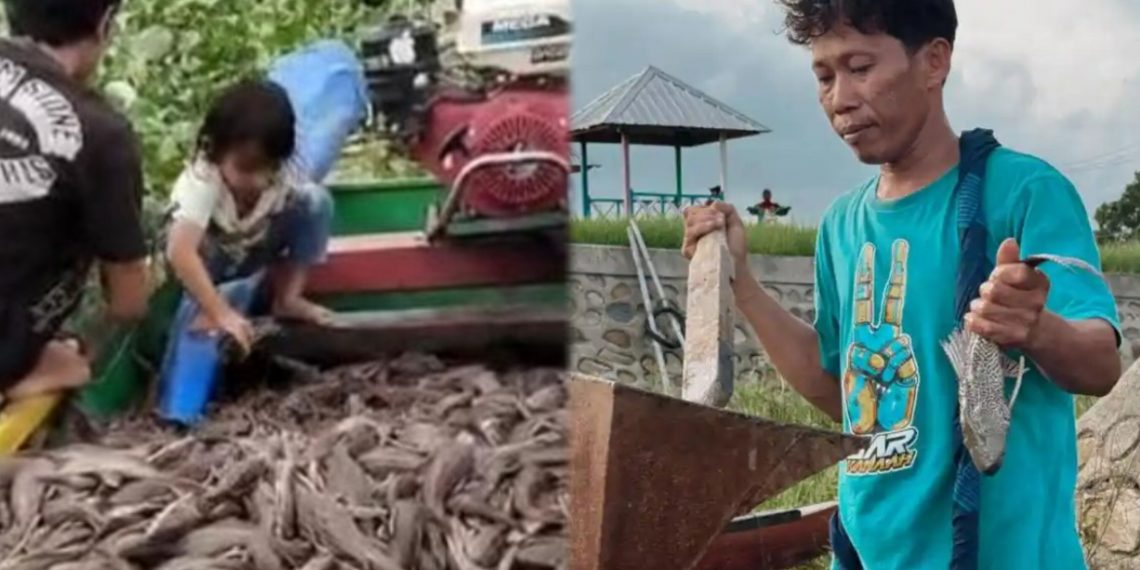 Ikan Sapu-sapu Diberantas di Jakarta, Warga Sidrap Justru Manfaatkan untuk Konsumsi dan Pakan