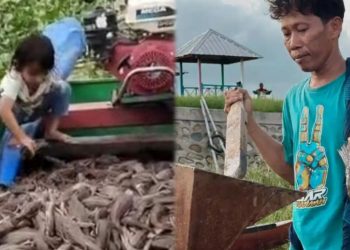 Ikan Sapu-sapu Diberantas di Jakarta, Warga Sidrap Justru Manfaatkan untuk Konsumsi dan Pakan