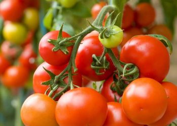 Harga Tomat Naik Tajam 2026, Cuaca Ekstrem Jadi Penyebab Utama