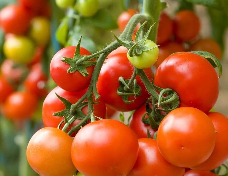 Harga Tomat Naik Tajam 2026, Cuaca Ekstrem Jadi Penyebab Utama