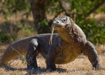 Aksi Curi Komodo Terbongkar, Dijual Lalu Gagal Diselundupkan ke Thailand