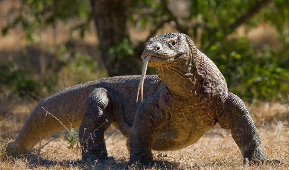 Aksi Curi Komodo Terbongkar, Dijual Lalu Gagal Diselundupkan ke Thailand
