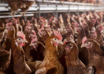 Anjloknya Harga Ayam Hidup Picu Keluhan Peternak, Ini Faktor Penyebabnya