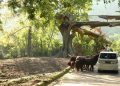 Wisata Bogor Ramai Saat Libur Panjang, Ini Destinasi yang Paling Diminati