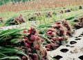 Stok Bawang Merah Nasional Dipastikan Aman Menjelang Idul Adha