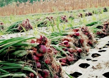 Stok Bawang Merah Nasional Dipastikan Aman Menjelang Idul Adha
