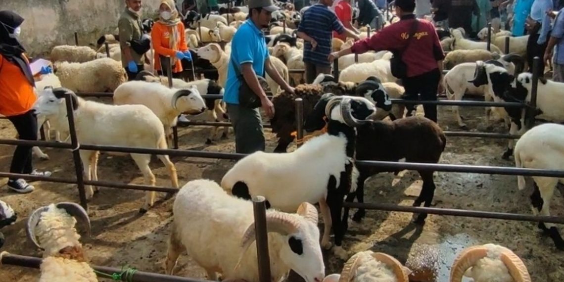 Penjualan Hewan Kurban 2026 Meningkat Jelang Idul Adha 1447 H