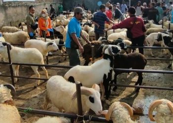 Penjualan Hewan Kurban 2026 Meningkat Jelang Idul Adha 1447 H
