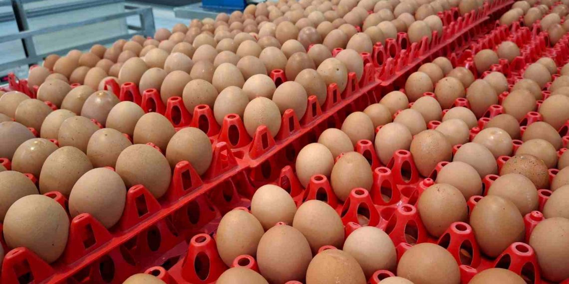 Harga Telur Jatuh di Bawah HAP, Kementan Dorong Menu MBG Perbanyak Telur