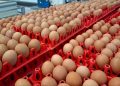 Harga Telur Jatuh di Bawah HAP, Kementan Dorong Menu MBG Perbanyak Telur