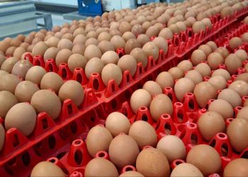 Harga Telur Jatuh di Bawah HAP, Kementan Dorong Menu MBG Perbanyak Telur