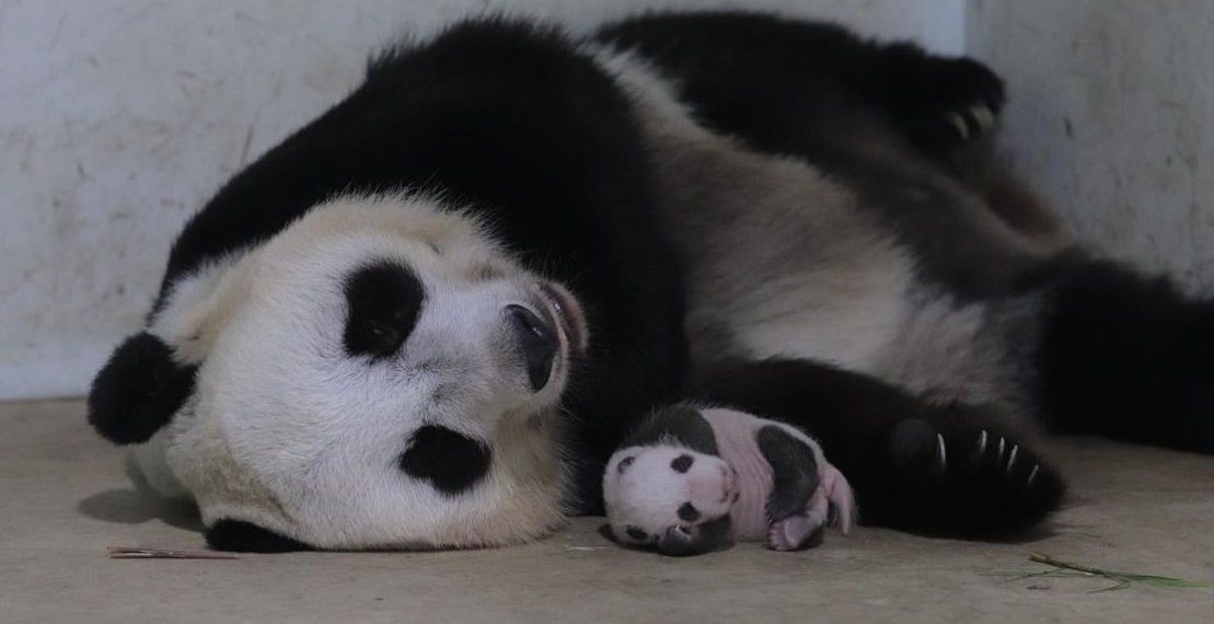 Kelahiran Panda Pertama di Indonesia di Taman Safari Bogor Disambut Positif oleh China