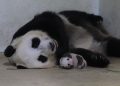 Kelahiran Panda Pertama di Indonesia di Taman Safari Bogor Disambut Positif oleh China