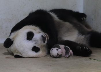 Kelahiran Panda Pertama di Indonesia di Taman Safari Bogor Disambut Positif oleh China