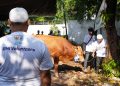 BNI Salurkan 1.200 Hewan Kurban ke Berbagai Daerah Indonesia