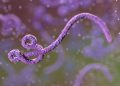 WHO Tetapkan Wabah Ebola di Afrika Tengah sebagai Darurat Kesehatan Global