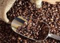 Hong Kong Mulai Menanam Kopi Lokal di Pulau Lantau