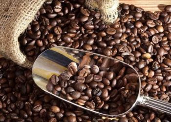 Hong Kong Mulai Menanam Kopi Lokal di Pulau Lantau