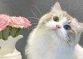 Kucing Kian Populer di Asia Timur, Geser Anjing sebagai Hewan Peliharaan Favorit