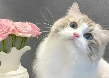 Kucing Kian Populer di Asia Timur, Geser Anjing sebagai Hewan Peliharaan Favorit