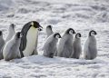 Peneliti Gunakan Penguin untuk Mendeteksi Paparan PFAS di Pantai Patagonia
