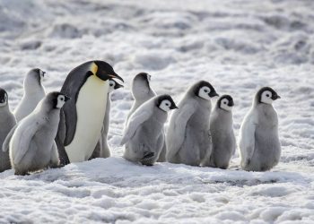 Peneliti Gunakan Penguin untuk Mendeteksi Paparan PFAS di Pantai Patagonia