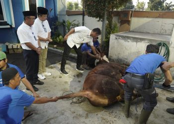 Jamkrindo Salurkan Hewan Qurban Perkuat Kepedulian dan Solidaritas Sosial