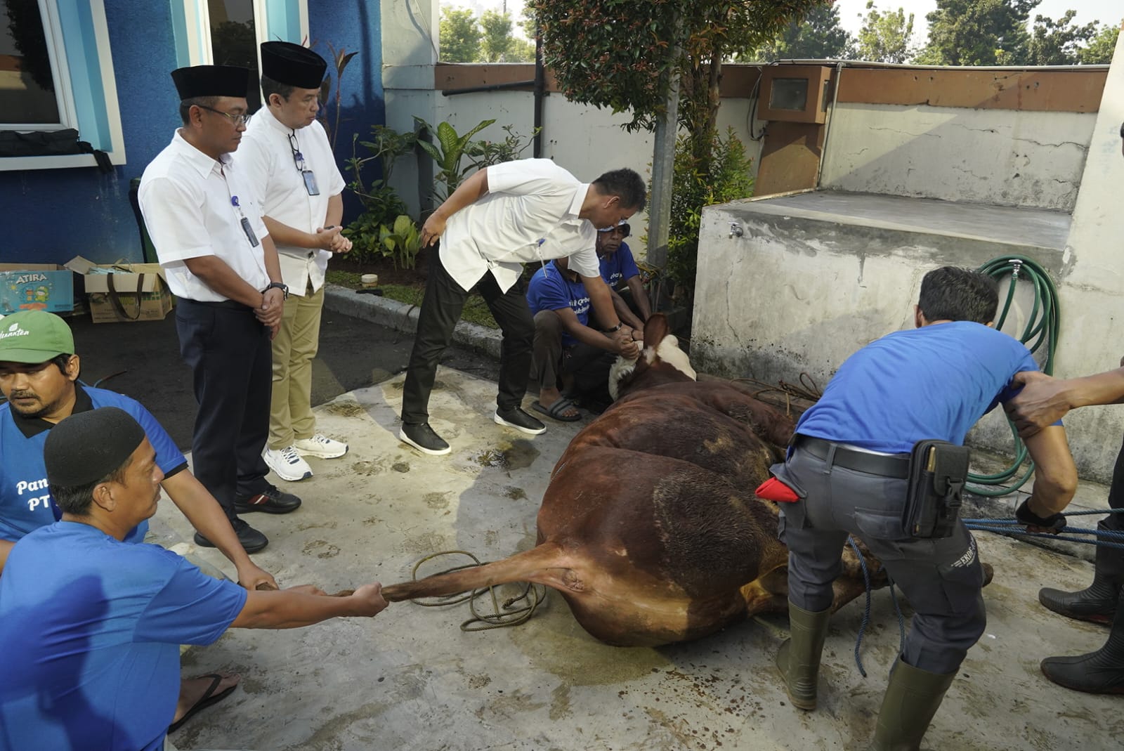 Jamkrindo Salurkan Hewan Qurban Perkuat Kepedulian dan Solidaritas Sosial