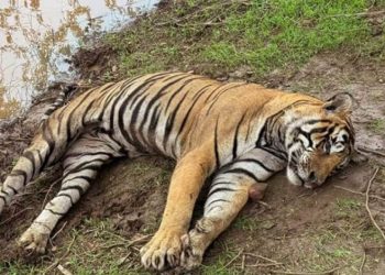 BKSDA Selidiki Kematian Harimau dan Gajah Sumatera di Mukomuko