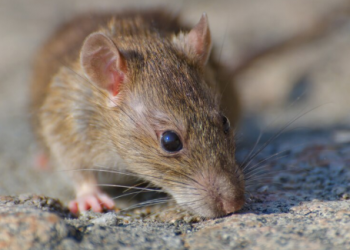 WHO Pantau Wabah Hantavirus di Kapal Pesiar, 3 Orang Meninggal