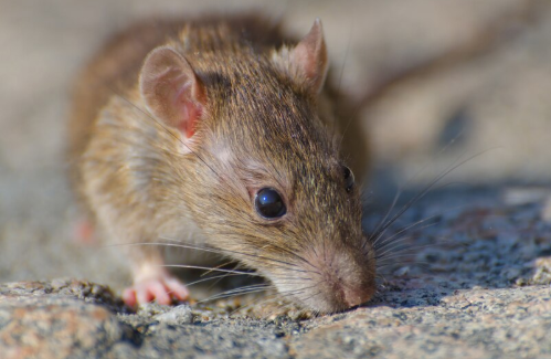 WHO Pantau Wabah Hantavirus di Kapal Pesiar, 3 Orang Meninggal