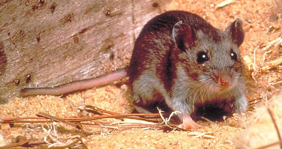 Kemenkes Ungkap Sebaran Kasus Hantavirus di Indonesia Berada di 9 Provinsi