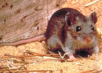 Kemenkes Ungkap Sebaran Kasus Hantavirus di Indonesia Berada di 9 Provinsi