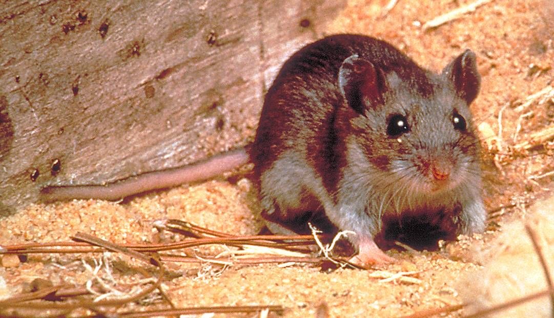 Kemenkes Ungkap Sebaran Kasus Hantavirus di Indonesia Berada di 9 Provinsi