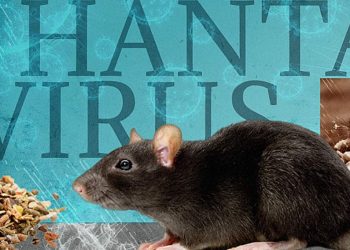 Kemenkes Ungkap Sebaran Kasus Hantavirus di Indonesia Berada di 9 Provinsi