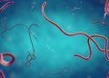 Ebola Merebak di Kongo dan Uganda, WHO Minta Keluarga Pasien Jangan Sentuh Orang yang Sakit