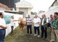 PDC Distribusikan Hewan Kurban ke Seluruh Wilayah Operasional