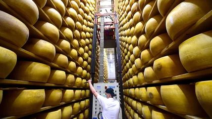 Di Balik ‘Cheese Bank’ Italia, Parmigiano Reggiano Jadi Jaminan Finansial