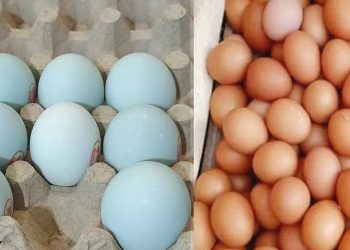 Telur Ayam atau Telur Bebek, Mana yang Lebih Unggul untuk Kesehatan?