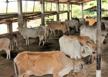 Bandung Diprediksi Kebanjiran Hewan Kurban, Pengawasan Ternak dari Luar Daerah Diperketat