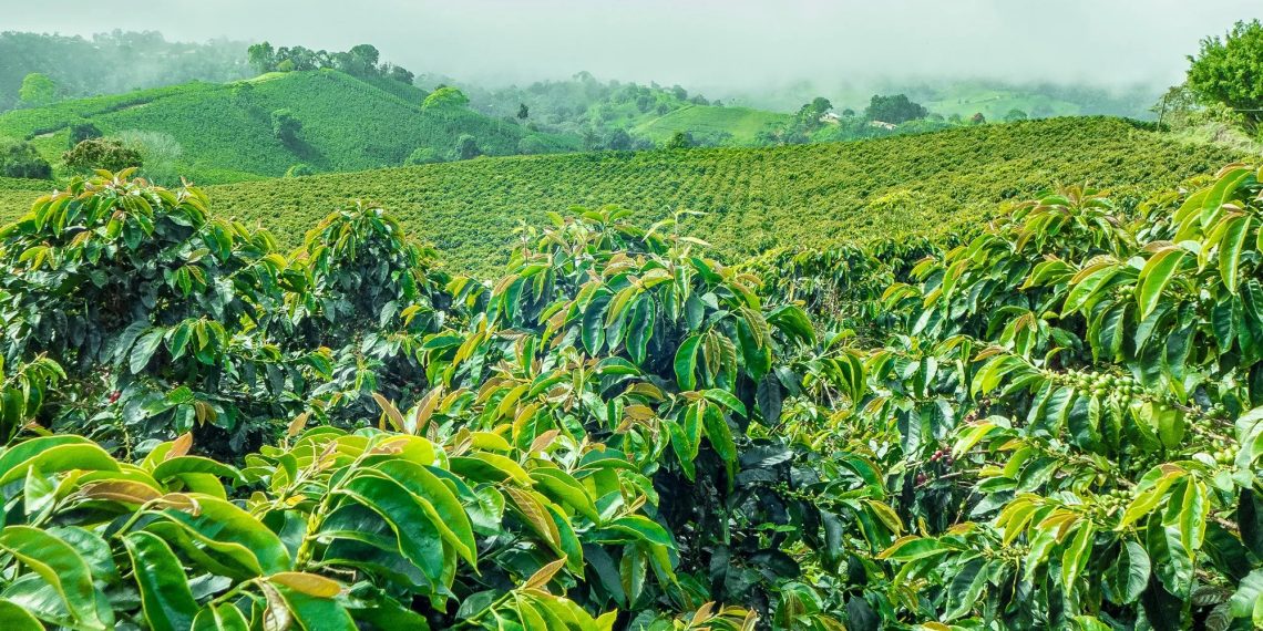 80 Hektar Hutan TNKS Jadi Kebun Kopi, Total Perambahan Diperkirakan Capai 200 Hektar